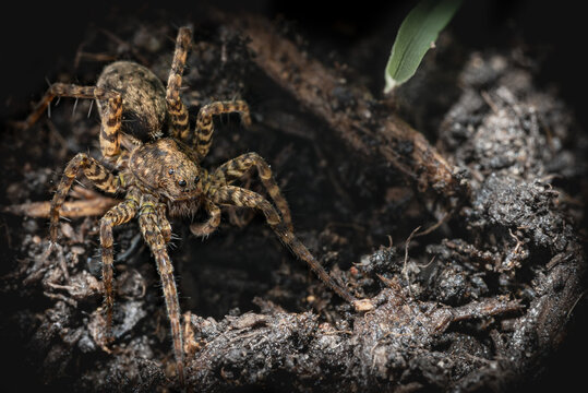  Makroaufnahme einer lokalen Spinne in der Schweizer Natur