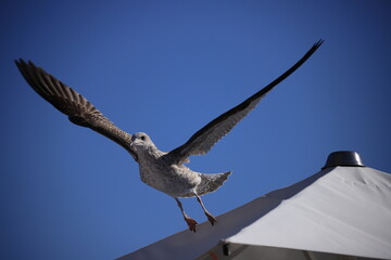a seagull taking off from a parasol