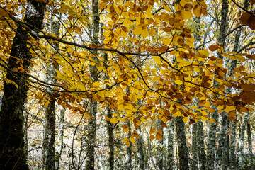Tejeda de Tosande. Fuentes Carrionas Natural Park, Fuente Cobre- Palentina Mountain. Palencia,  Spain