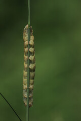 a caterpillar on a blade of grass