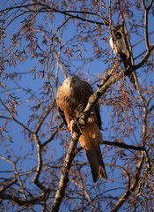red kite with prey on a birch tree