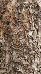 Texture of the bark of a fruit tree, close-up. Tree trunk background, textured image. A healthy stem. Lumber, forestry.