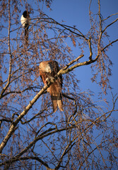 red kite with prey on a birch tree
