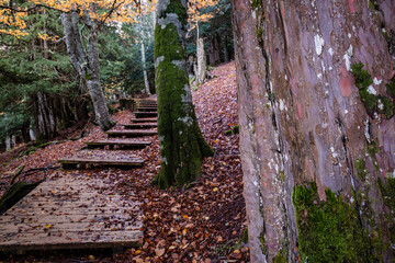 Centennial yews, Tejeda de Tosande. Fuentes Carrionas Natural Park, Fuente Cobre- Palentina...