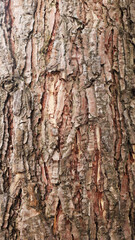 The texture of the bark of coniferous trees, close-up. Tree trunk background, textured image. A healthy stem. Lumber, forestry.