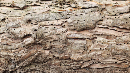 The texture of the bark of coniferous trees, close-up. Tree trunk background, textured image. A...