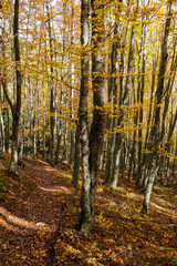 Fototapeta premium Tejeda de Tosande. Fuentes Carrionas Natural Park, Fuente Cobre- Palentina Mountain. Palencia, Spain