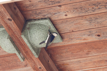Swallow in its nest under the roof of a barn