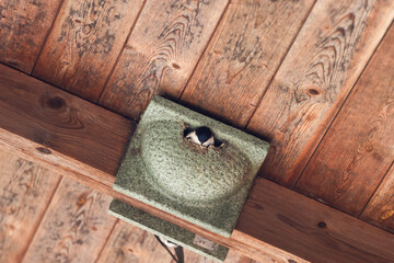 Swallow in its nest under the roof of a barn