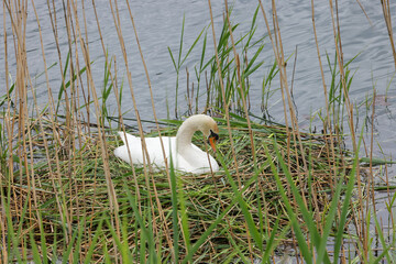 white swan nesting on the riverside