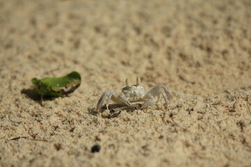 sand crab at the beach