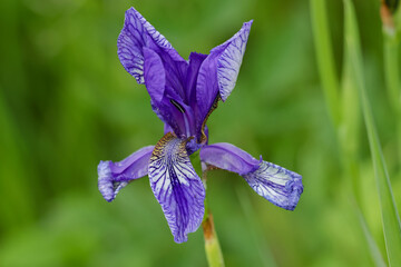 wild purple orchid with green background