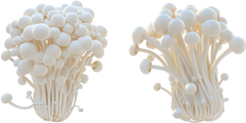 set of enoki mushroom isolated on transparent background