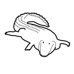 oceania natural animal seawater crocodile