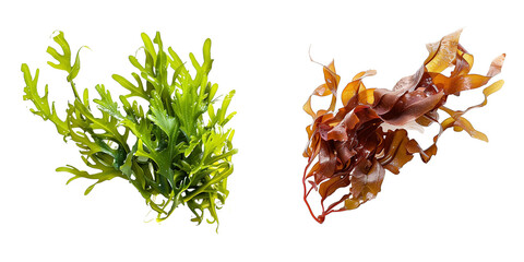 set of seaweeds isolated on transparent background - obrazy, fototapety, plakaty