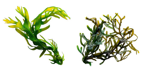 set of seaweeds isolated on transparent background