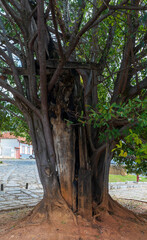 The gameleira tree that grew on the cross