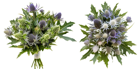 set of bouquet made with Sea Holly flowers, isolated on transparent background