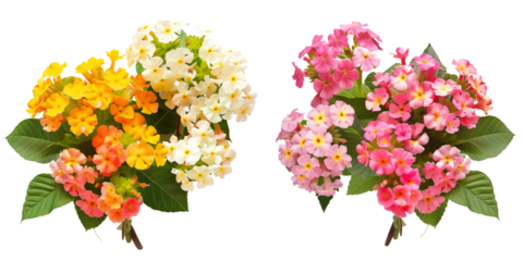 set of bouquet made with Lantana flowers, isolated on transparent background