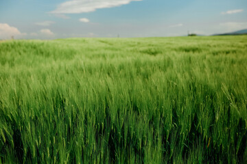 Green wheat field on sunny day in Turkey
