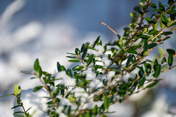 branch of a tree under snow