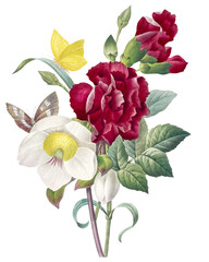 Bouquet of Red Dianthus and White Anemone with Butterflies Illustration