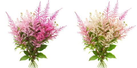summer season flowers bouquet made with Astilbe isolated on transparent background
