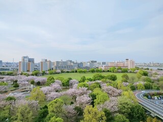 Fototapeta na wymiar City Line of Tokyo with early Sakura