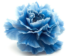 Fototapeta na wymiar blue carnation isolated on transparent or white background, png, mockup 