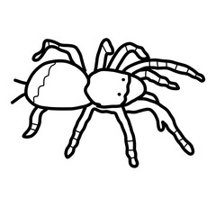 pet animal tarantula reptile spider