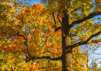 Spreading tree in beautiful autumn park