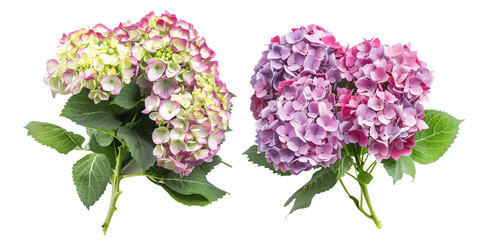 Fototapeta premium flowers bouquet made with Hydrangeas, isolated on transparent background