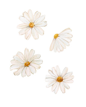 Watercolor set of white daisy flowers isolated on a white background. Botanical illustration of daisy buds for design and decoration. Summer and spring theme, wildflower.