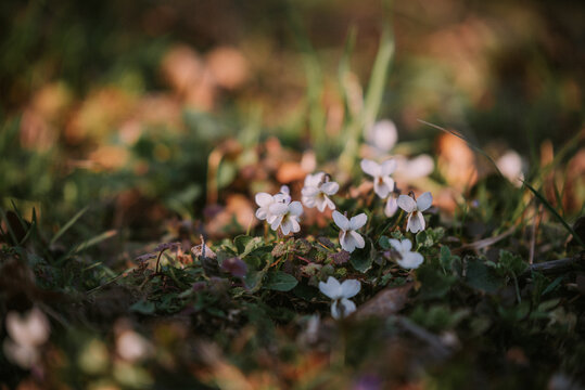 Clusters of wild violets growing through forest grass. Viola, the beautifully fragrant plant that blooms in spring
