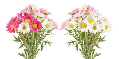 Obraz premium bouquet of Daisies, isolated on transparent background