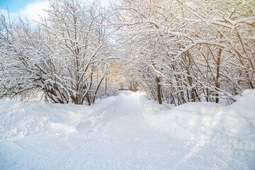 A road cleared of snow in a winter park. Calm snowy landscape. Work of municipal services in winter.