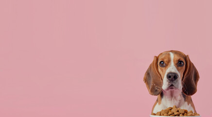 Beagle dog in front of food bowl on isolated light pink background with free space generated AI