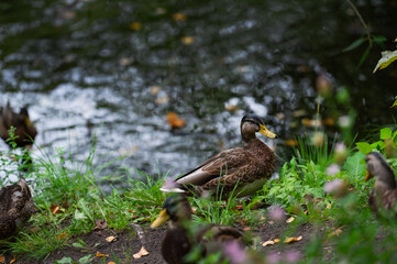 Group of mallard ducks in thickness on the lakeshore. Mallard or wild duck (Anas platyrhynchos) is duck that breeds throughout Americas, Eurasia, and North Africa. Most common and famous wild duck.