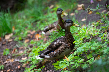 Two mallard female in the thickless on the swamp. Mallard or wild duck (Anas platyrhynchos) is duck that breeds throughout  Americas, Eurasia, and North Africa. Most common and famous wild duck.