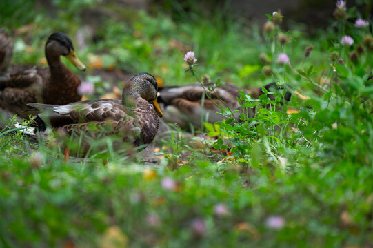 Group of mallard ducks in thickness on the lakeshore. Mallard or wild duck (Anas platyrhynchos) is duck that breeds throughout Americas, Eurasia, and North Africa. Most common and famous wild duck.