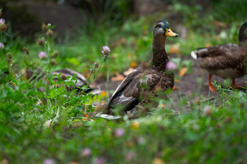 Mallard or wild duck (Anas platyrhynchos) is duck that breeds throughout  Americas, Eurasia, and North Africa. Most common and famous wild duck. Mallard female on the lake shore