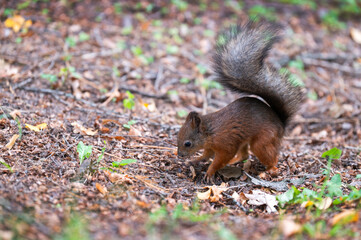 Naklejka na ściany i meble A little red squirrel (latin Sciurus Linnaeus) in the park buries a nut in the ground for the winter