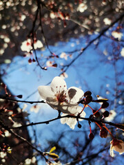 Pink and white bloom blossom flower on the tree, cherry, magnolia, sky. from above view