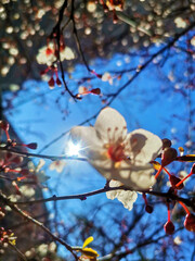 Pink and white bloom blossom flower on the tree, cherry, magnolia, sky. from above view