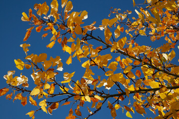 detail of leaves in autumn color at the tree