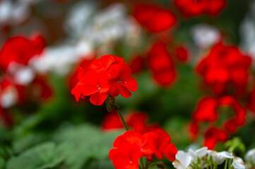 Red Pelargonium flowers in the flower bed in the park. This is a genus of plants in the Geranium family. It has more than 250 wild species. Plants of hybrid origin are popular in indoor culture. 