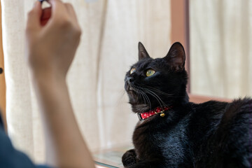 化粧が気になる黒猫