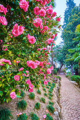The blooming roses in Park Villa Heleneum, Lugano, Switzerland