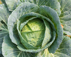 head of cabbage close up