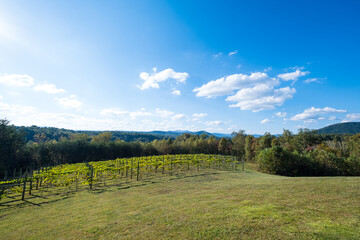 Fototapeta premium Green Grapevines Growing on a Hillside in the Mountains of a Sunny Day